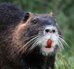 Nutria-orange beaver rat