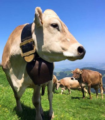 To Aescher restaurant: Look at the enormous collar and bell on this beautiful cow on a steep slope. Its buckle is intricately engraved.