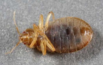 A ventral view shows the bed bug's piercing-sucking mouth. Look between the antennae where it starts, and goes to the right, midway between the red eyes, projecting up. The small dark spots at the edges of each abdominal segment are the breathing pores called spiracles. © 2010 Lenny Vincent