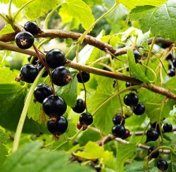 Black currant bush