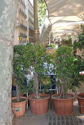 Cafe plants with chicken wire to protect customers' bags.