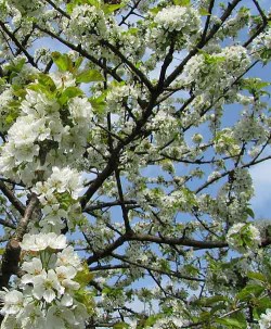 Cherry blossoms