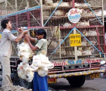 Horn OK please - Chicken truck