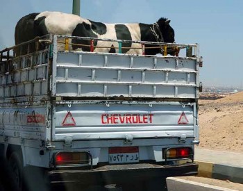 Four cows in a pickup driving down the road in Egypt.