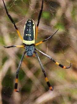 Golden silk orb weaver spider, 4-5 inches toe-to-toe.