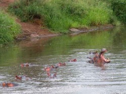 The sound of hippos was a constant backdrop. More than one is a raft.