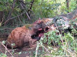 Seven or eight hyenas fought over this meal of buffalo.