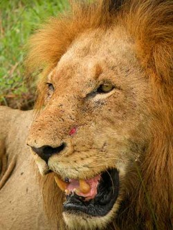 A magnificent lion at Mala Mala.