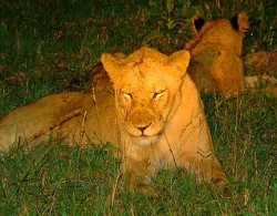 More than a dozen lions frolic after dark, and don't mind being in the spotlight.