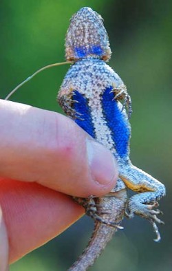 Sceloporus occidentalis; How to catch a lizard.