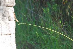 A lizard catcher seconds before success. How to catch a lizard.