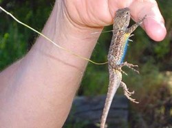 How to catch a lizard. Total time detained: under 5 minutes.