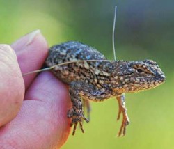 How to catch a lizard. Blue-bellied western fence lizard Sceloporus occidentalis.