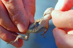 How to catch a lizard. The little guy's noose is removed.