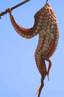 A beheaded octopus drying in the Greek sun.