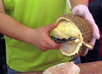 The durian-man must wear an armor-like glove in order to handle the spiky fruit.