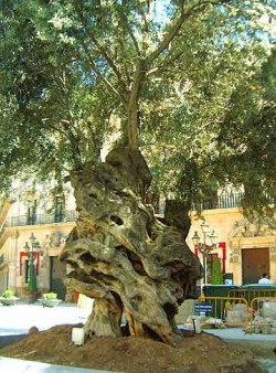 An ancient olive tree in Palma de Mallorca.