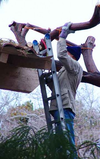 How to cut down a tree