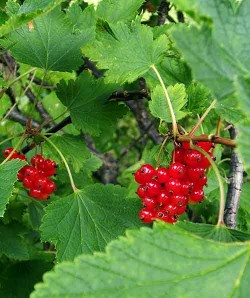 Red currant bush