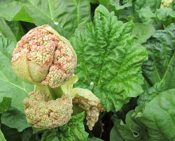 Rhubarb blossom