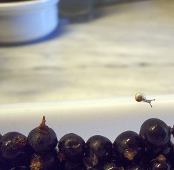 Snail with currants