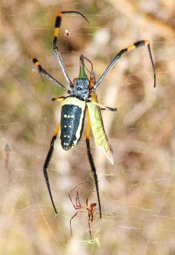 Female golden silk orb weaver spider's web catches a praying mantis. Male comes running...for dinner? Good example of sexual dimorphism: large female, small male.