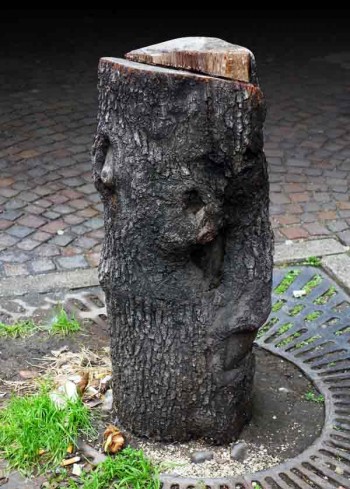 tree stump