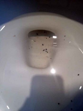 Cockroach poop in the toilet