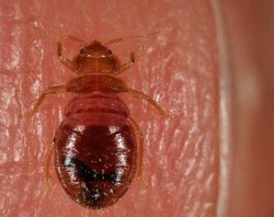 Bedbugs’ growing defenses against pesticides