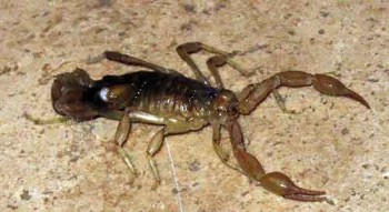 A devious scorpion scam