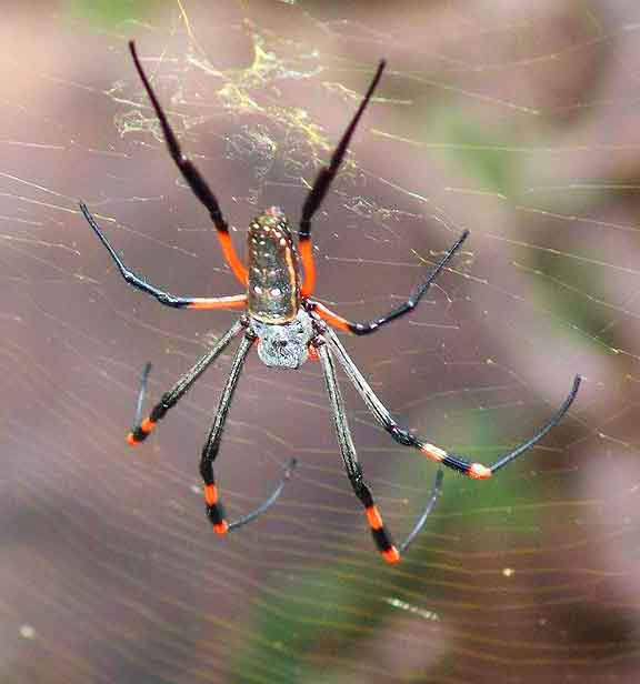 Golden silk orb weaver spider