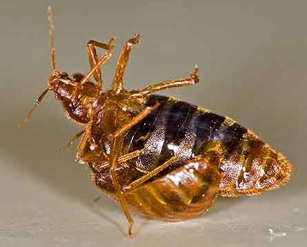 Kill bed bugs with heat