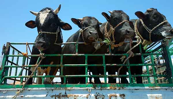 Four cows in a pickup driving down the road in Egypt.