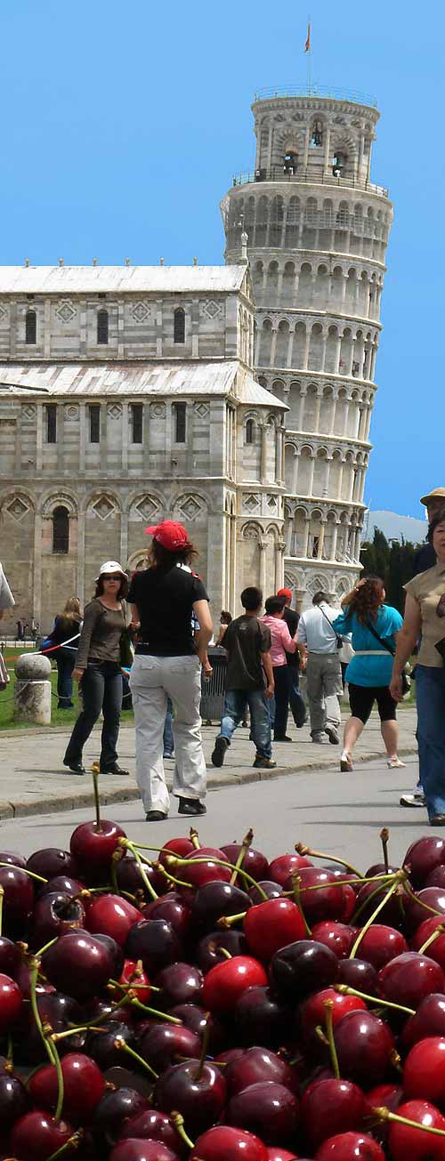 Pickpockets in Pisa, on the way to the Leaning Tower of Pisa. On a beautiful summer day, as seen from behind a cherry vendor.