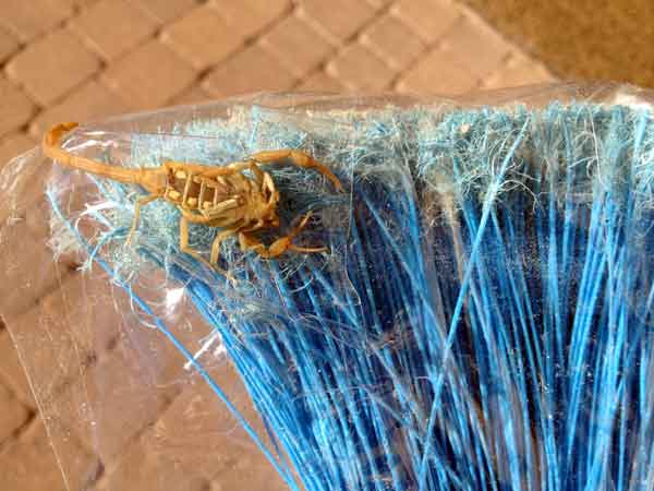 How to kill a scorpion: use a broom wrapped with tape, sticky side out.